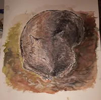 2019-11-03-wombat